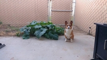 My friends corgi ate pumpkin seeds pooped them out and they started growing Here she is sitting next to her work