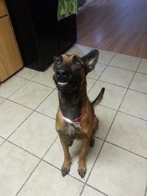 My friends dog derps hardcore whenever a treat comes out