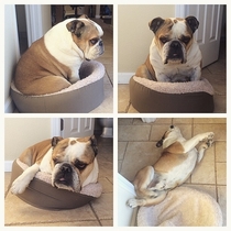 My friends dog is frustrated with his bed