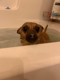 My friends dog taking a bath