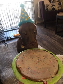 My friends dog very excited about her birthday cake
