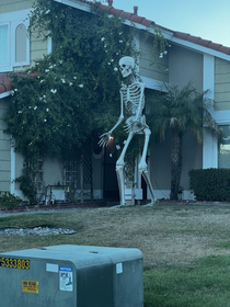 My friends neighbor keeps this up all year