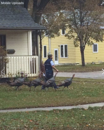 My friends neighborhood rafter of wild turkeys have taken to following the mailman around as he walks from house to house like some kind of avian pied piper