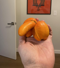 My friends orange tree produced this Ever seen an orange this excited