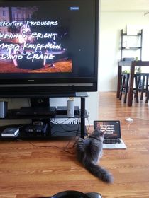 My gf and i started watching friends together my cat seems to enjoy it too