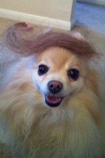 My girlfriend cleaned her hairbrush making a great pomeranian toupe