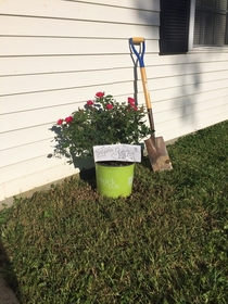 My girlfriend offered to mow my lawn Dont mow down my rose this time I asked Came home to this