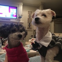 My girlfriend wanted to dress up her dogs for Christmas She ended up with a cool s married photo