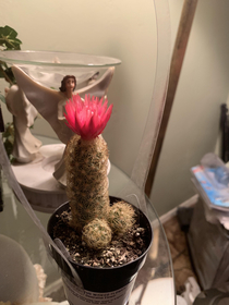 My grandma collects cacti she says this one will only grow  inches