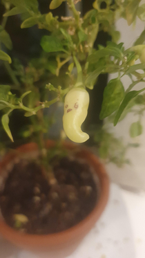 My homegrown chilli has a  face