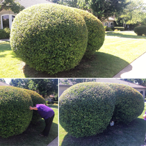 My husband and I found this bush outside of a therapy clinic we visited I think the gardeners knew exactly what they were doing