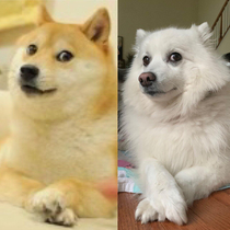 My In-Laws dog can do a perfect doge impression