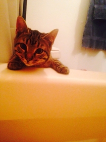 My kitten watches me take a bath the entire time just like this