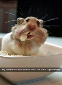 My little hamster escaped and i found him in the popcorn bowl   