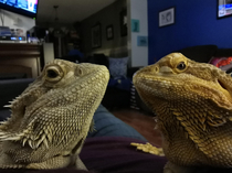 My lizards look like they just dropped the sickest album