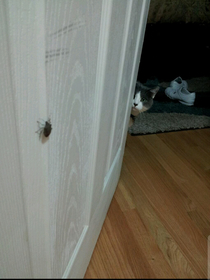 My mom and sister cant stop laughing at this pic of my cat Yoyo being suspicious of this stink bug in our house so I thought you guys might too