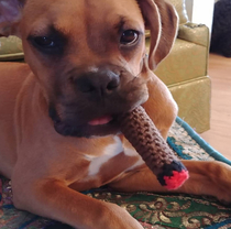 My mom crocheted my dog a cigar