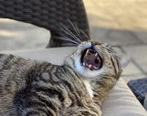 My mom got a picture of my cat yawning but looks like shes laughing up a storm