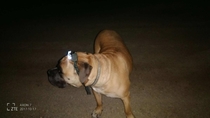 My mom has a -pound mastiff who is scared of the dark She sent me this last night -- problem solved