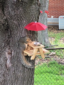 My mom loves feeding the squirrels Upgraded from a charcuterie board to a full picnic table