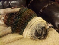 My mom made my old dog a sweater and when we put it on him he went into full sausage mode and froze
