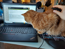 My mousepad has become a catpad