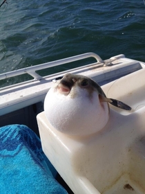 My mum caught this pufferfish on the weekend