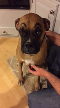 My neighbors dog stops by sometimes We drew eyebrows on him this time