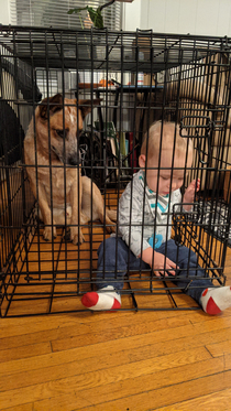 My nephew locked himself in the kennel with my dog Chili Chili seemed concerned