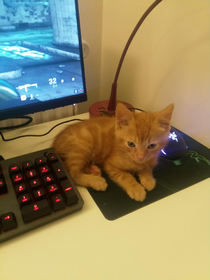 My new kitten made me realize I need to buy a bigger mouse mat