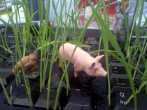 My office mate was on holidays I thought Id plant him a garden