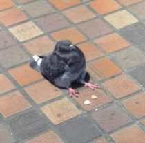 My only goal is to see a pigeon sat down in real life