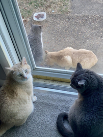 My outdoor stray cats look like my indoor house cats stand-ins