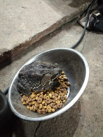 My Panamanian Grandmother in Panama found a frog on her dogsbig bowl