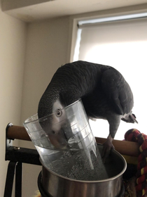 My parrot wanted to drink water out of a cup like he sees the humans doing