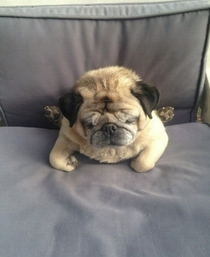 My pug slipped down the back of the seat
