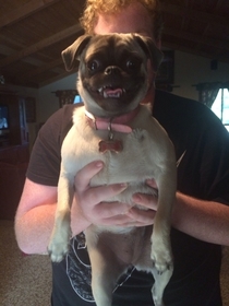 My pug smiles for pictures