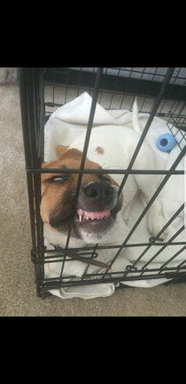 My puppy fell asleep in his crate while staring at me and turned into evil incarnate