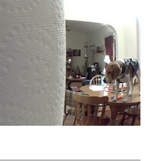 My security camera captured this gem today