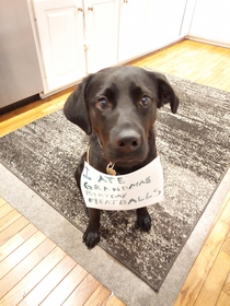 My service dog in trainings first shaming