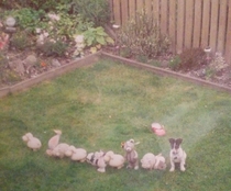 My sister lined up my dads garden ornaments to annoy him her dog thought he was one of them