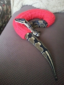 My snake got cold