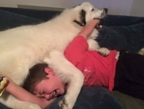 My son has been teaching my dog advanced techniques Look at this arm crank
