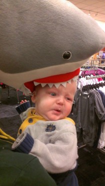 My son was not amused shark attack