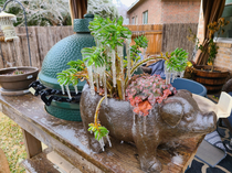 My succulent pig never stood a chance with the polar vortex