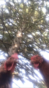 My two hens look like theyre about to drop the sickest mixtape of 