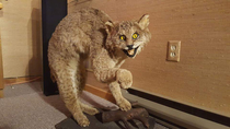 My uncle proudly displays this monstrosity in his trophy room I can only assume this style of taxidermy is called sassidermy