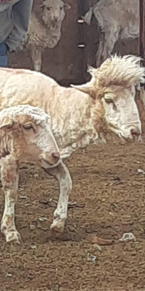 My uncles gave the sheep a haircut with their trimming