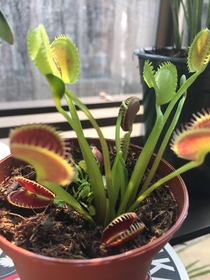 My Venus flytrap isnt very smart