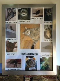 My wife awards Cat of the Month in our house But we have only one cat